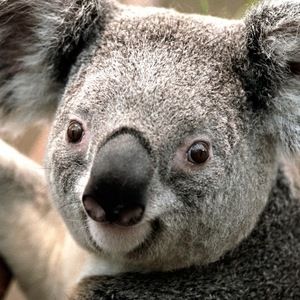 Meet your Posher, Hillary